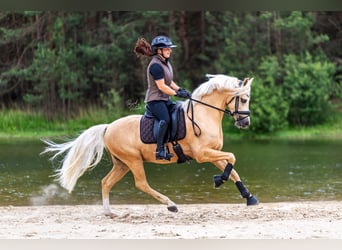 Welsh PB (Partbred), Stallion, 6 years, 14.1 hh, Palomino