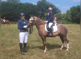 Welsh PB (Partbred), Stallion, 11 years, 12,2 hh, Black