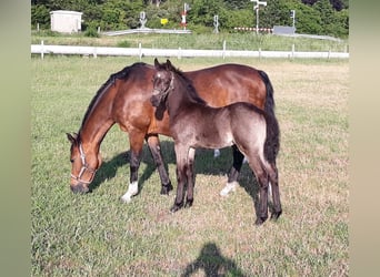 Welsh PB (Partbred), Stallion, 11 years, 12,2 hh, Black