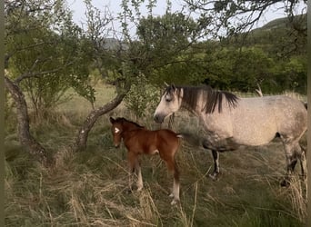 Welsh PB (Partbred), Stallion, Foal (07/2025), 12,2 hh, Brown-Light
