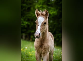Welsh PB (Partbred), Stallion, , 14,1 hh, Brown-Light