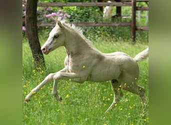 Welsh PB (Partbred), Stallion, , Champagne