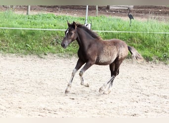 Welsh PB (Partbred), Stallion, Foal (05/2025), Dun
