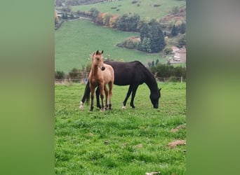 Welsh PB (Partbred), Stallion, Foal (05/2025), Dun