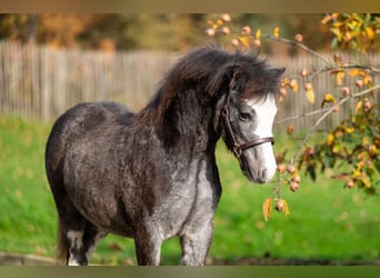 Welsh PB (Partbred), Stallion, Foal (04/2025), Grey