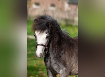 Welsh PB (Partbred), Stallion, Foal (04/2025), Grey