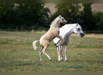 Welsh PB (Partbred), Stallion, Foal (05/2026), Palomino