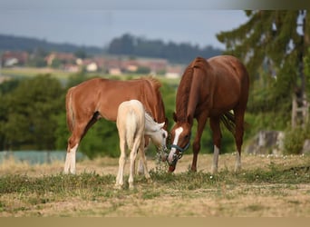 Welsh PB (Partbred), Stallion, Foal (05/2026), Palomino