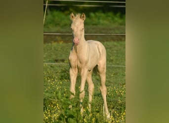 Welsh PB (Partbred), Stallion, , Perlino