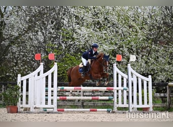 Welsh-PB, Ruin, 11 Jaar, 142 cm, Donkere-vos