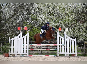 Welsh-PB, Ruin, 11 Jaar, 143 cm, Roodbruin