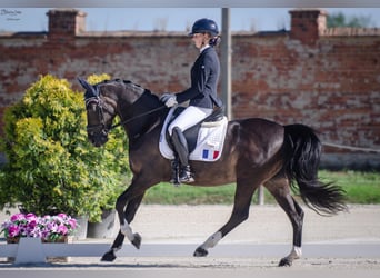 Welsh-PB, Ruin, 11 Jaar, 149 cm, Zwart