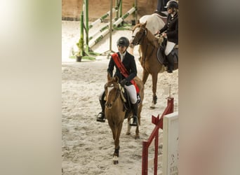 Welsh-PB Mix, Ruin, 12 Jaar, 126 cm, Vos