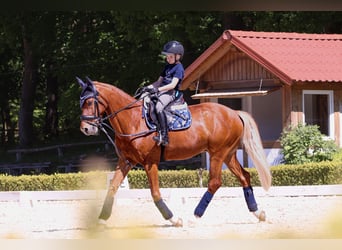 Welsh-PB, Ruin, 15 Jaar, 148 cm, Vos