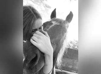 Welsh-PB, Ruin, 20 Jaar, 142 cm, Donkere-vos