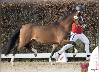 Welsh-PB, Ruin, 3 Jaar, 141 cm, Brauner