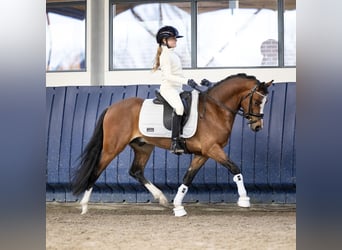 Welsh-PB, Ruin, 3 Jaar, 141 cm, Brauner