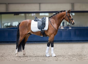 Welsh-PB, Ruin, 3 Jaar, 141 cm, Brauner