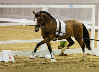 Welsh-PB, Ruin, 3 Jaar, 141 cm, Brauner