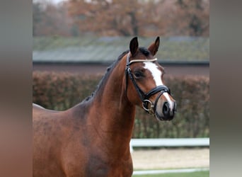 Welsh-PB, Ruin, 3 Jaar, 141 cm, Brauner