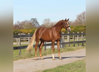 Welsh-PB, Ruin, 3 Jaar, 147 cm, Donkere-vos