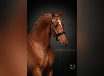 Welsh-PB, Ruin, 3 Jaar, 147 cm, Vos