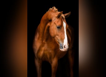 Welsh-PB, Ruin, 3 Jaar, 148 cm, Vos