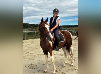 Welsh-PB, Ruin, 3 Jaar, 156 cm