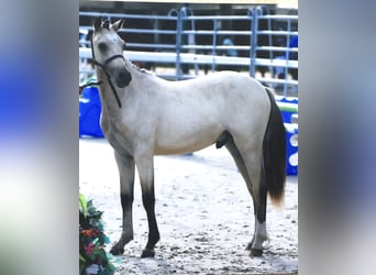 Welsh-PB, Ruin, 4 Jaar, 133 cm, Lichtbruin