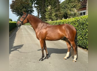 Welsh-PB, Ruin, 4 Jaar, 154 cm, Bruin