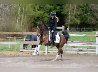 Welsh-PB, Ruin, 5 Jaar, 133 cm, Roodbruin