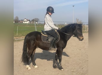 Welsh-PB, Ruin, 6 Jaar, 137 cm, Donkerbruin