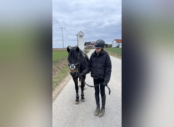 Welsh-PB, Ruin, 6 Jaar, 137 cm, Donkerbruin