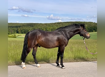 Welsh-PB, Ruin, 6 Jaar, 137 cm, Donkerbruin