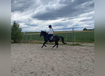 Welsh-PB, Ruin, 6 Jaar, 137 cm, Donkerbruin