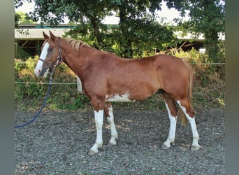 Welsh-PB, Ruin, 6 Jaar, 168 cm, Overo-alle-kleuren