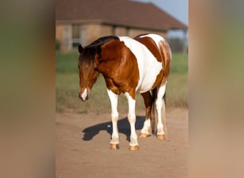 Welsh-PB Mix, Ruin, 7 Jaar, 102 cm, Gevlekt-paard