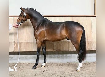 Welsh-PB, Wallach, 7 Jahre, 146 cm, Brauner