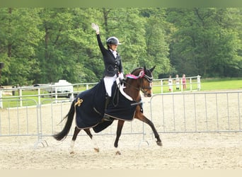 Welsh-PB, Ruin, 7 Jaar, 146 cm, Bruin