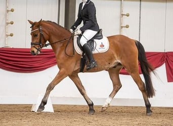 Welsh-PB, Ruin, 7 Jaar, 146 cm, Bruin