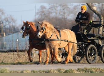 Welsh-PB, Ruin, 8 Jaar, 130 cm, Donkere-vos