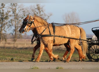 Welsh-PB, Ruin, 8 Jaar, 130 cm, Donkere-vos