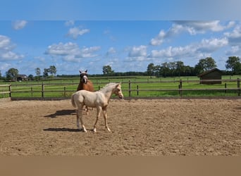 Welsh-PB Mix, Stallone, 1 Anno, 153 cm, Palomino