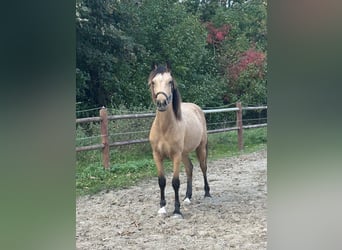 Welsh-PB, Stallone, 2 Anni, 145 cm, Pelle di daino