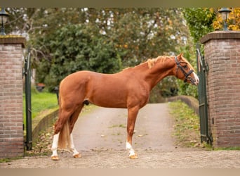 Welsh-PB, Stallone, 3 Anni, 145 cm, Sauro