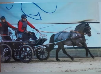 Welsh-PB, Stallone, 12 Anni, 128 cm, Morello