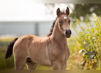 Welsh-PB, Stallone, Puledri
 (05/2024), 150 cm, Pelle di daino