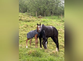 Welsh-PB, Stallone, Puledri (05/2026), 155 cm, Baio ciliegia