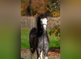 Welsh-PB, Stallone, Puledri (04/2025), Grigio