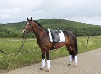 Welsh-PB, Stute, 10 Jahre, 148 cm, Brauner